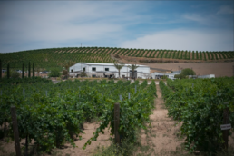 Paso Robles Vineyards
